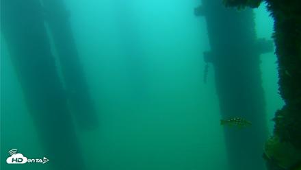 Scripps Pier Underwater Live Webcam - Sep 21, 2026, 8:45am PDT