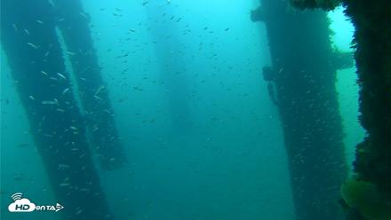 Scripps Pier Underwater Live Webcam - Oct 7, 2026, 7:39am PDT