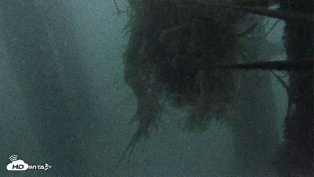 Scripps Pier Underwater Live Webcam - Oct 4, 2026, 6:51pm PDT