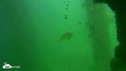Scripps Pier Underwater Live Webcam - Sep 18, 2026, 2:46pm PDT