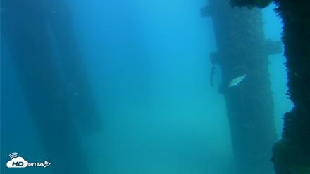 Scripps Pier Underwater Live Webcam - Sep 22, 2026, 2:48pm PDT