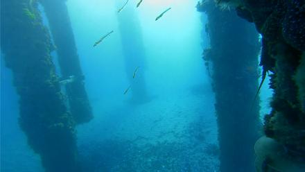 Scripps Pier Underwater Live Webcam - Jan 27, 2026, 7:31am PST