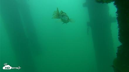 Scripps Pier Underwater Live Webcam - Oct 10, 2026, 2:48pm PDT