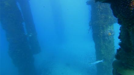 Scripps Pier Underwater Live Webcam - Feb 4, 2026, 3:55pm PST