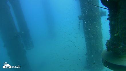 Scripps Pier Underwater Live Webcam - Aug 5, 2026, 3:30pm PDT