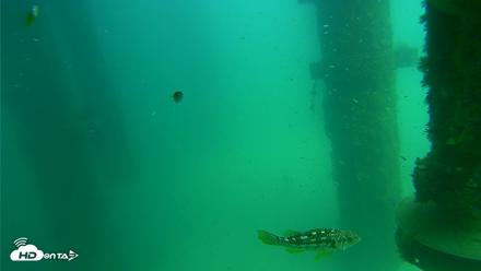 Scripps Pier Underwater Live Webcam - Aug 14, 2026, 2:03pm PDT