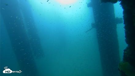 Scripps Pier Underwater Live Webcam - Sep 25, 2026, 9:08am PDT