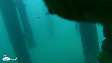 Scripps Pier Underwater Live Webcam - Oct 8, 2026, 7:53am PDT