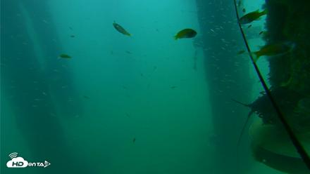 Scripps Pier Underwater Live Webcam - Aug 14, 2026, 7:07am PDT
