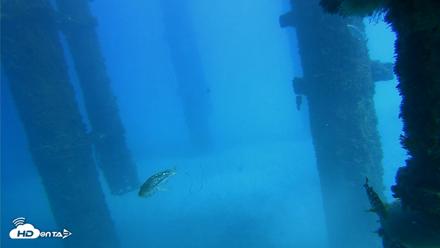 Scripps Pier Underwater Live Webcam - Oct 19, 2026, 1:43pm PDT