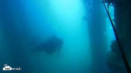Scripps Pier Underwater Live Webcam - Jul 16, 2026, 11:05am PDT