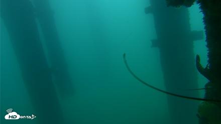 Scripps Pier Underwater Live Webcam - Sep 16, 2026, 7:05am PDT