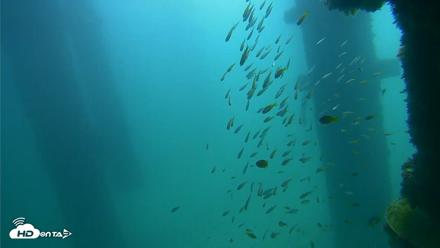 Scripps Pier Underwater Live Webcam - Sep 25, 2026, 10:53am PDT