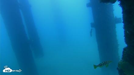 Scripps Pier Underwater Live Webcam - Sep 20, 2026, 5:14pm PDT