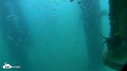 Scripps Pier Underwater Live Webcam - Aug 10, 2026, 9:07am PDT