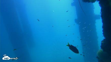 Scripps Pier Underwater Live Webcam - Oct 9, 2026, 12:01pm PDT