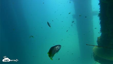 Scripps Pier Underwater Live Webcam - Aug 21, 2026, 12:55pm PDT