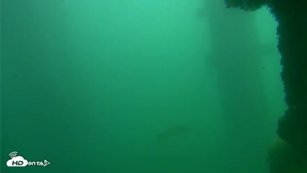Scripps Pier Underwater Live Webcam - Oct 23, 2026, 12:41pm PDT