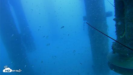 Scripps Pier Underwater Live Webcam - Jul 30, 2026, 6:49pm PDT