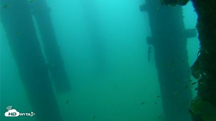 Scripps Pier Underwater Live Webcam - Sep 22, 2026, 7:30am PDT