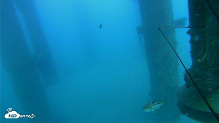 Scripps Pier Underwater Live Webcam - Jul 30, 2026, 5:40pm PDT