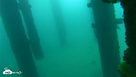 Scripps Pier Underwater Live Webcam - Oct 8, 2026, 9:30am PDT