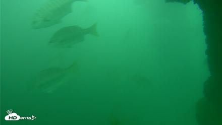 Scripps Pier Underwater Live Webcam - Oct 11, 2026, 11:08am PDT