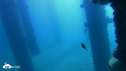 Scripps Pier Underwater Live Webcam - Oct 21, 2026, 10:35am PDT