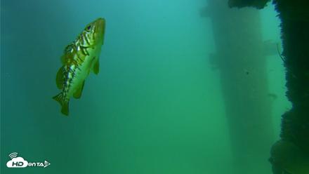 Scripps Pier Underwater Live Webcam - Sep 18, 2026, 3:19pm PDT