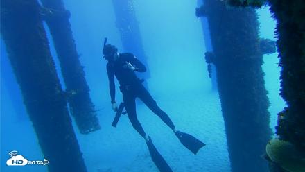 Scripps Pier Underwater Live Webcam - Oct 7, 2026, 11:56am PDT