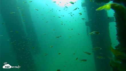 Scripps Pier Underwater Live Webcam - Sep 25, 2026, 8:52am PDT