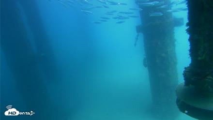 Scripps Pier Underwater Live Webcam - Aug 6, 2026, 1:53pm PDT