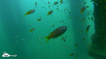 Scripps Pier Underwater Live Webcam - Aug 19, 2026, 9:32am PDT