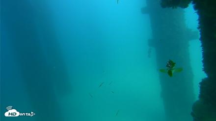 Scripps Pier Underwater Live Webcam - Sep 17, 2026, 3:05pm PDT