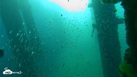 Scripps Pier Underwater Live Webcam - Oct 7, 2026, 8:03am PDT