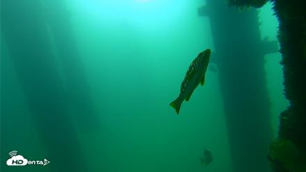 Scripps Pier Underwater Live Webcam - Sep 23, 2026, 9:34am PDT
