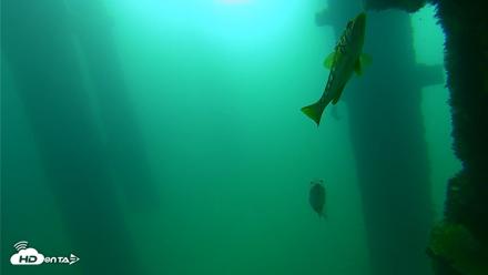 Scripps Pier Underwater Live Webcam - Sep 23, 2026, 9:34am PDT