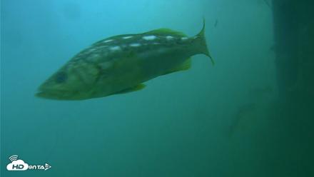 Scripps Pier Underwater Live Webcam - Jul 27, 2026, 8:21am PDT