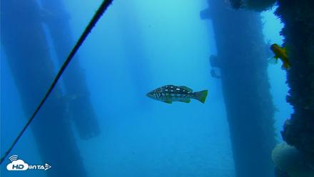 Scripps Pier Underwater Live Webcam - Oct 22, 2026, 12:13pm PDT