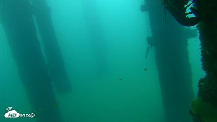 Scripps Pier Underwater Live Webcam - Sep 22, 2026, 7:48am PDT