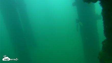 Scripps Pier Underwater Live Webcam - Sep 24, 2026, 8:20am PDT