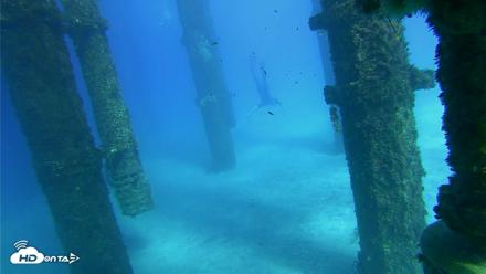 Scripps Pier Underwater Live Webcam - Oct 18, 2026, 3:39pm PDT