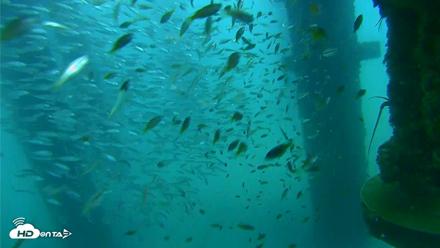 Scripps Pier Underwater Live Webcam - Aug 27, 2026, 7:37am PDT