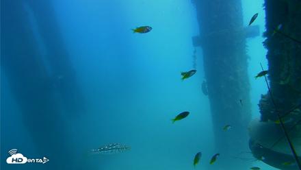 Scripps Pier Underwater Live Webcam - Aug 6, 2026, 1:51pm PDT