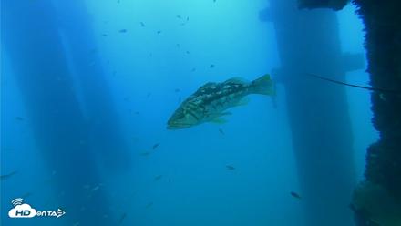 Scripps Pier Underwater Live Webcam - Sep 19, 2026, 6:07pm PDT