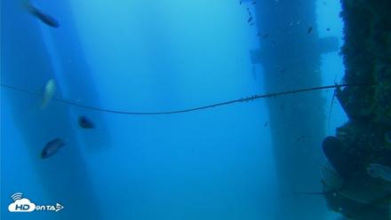 Scripps Pier Underwater Live Webcam - Aug 28, 2026, 6:52pm PDT