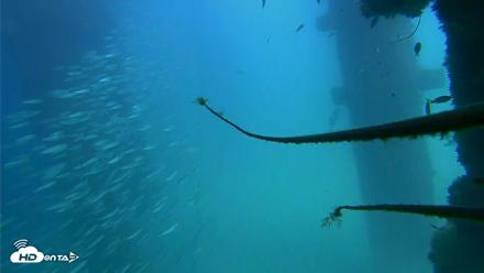 Scripps Pier Underwater Live Webcam - Sep 18, 2026, 2:10pm PDT