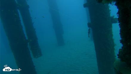 Scripps Pier Underwater Live Webcam - Oct 17, 2026, 7:44am PDT