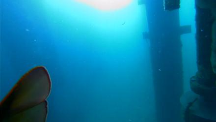 Scripps Pier Underwater Live Webcam - Mar 12, 2026, 8:46am PDT