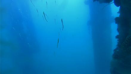 Scripps Pier Underwater Live Webcam - Feb 16, 2026, 1:09pm PST
